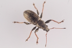 Polydrusus confluens