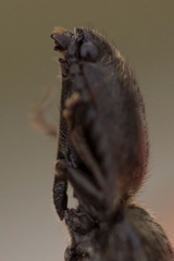 Hemicrepidius hirtus