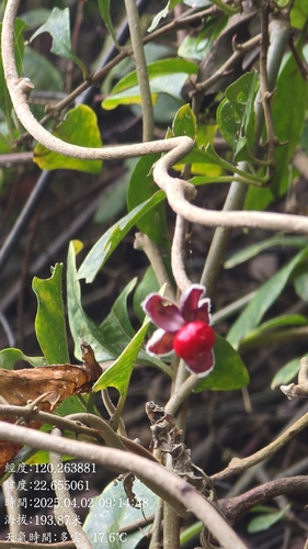 Argyreia formosana, photograph 4