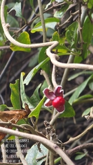 Argyreia formosana, photograph (c) 黃其君, some rights reserved (CC BY)