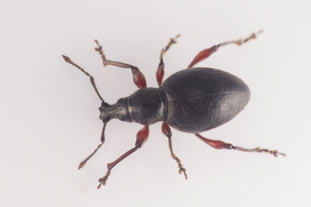 Black Marram Weevil, photo 1 of 10