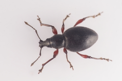 Black Marram Weevil