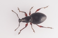 Otiorhynchus atroapterus