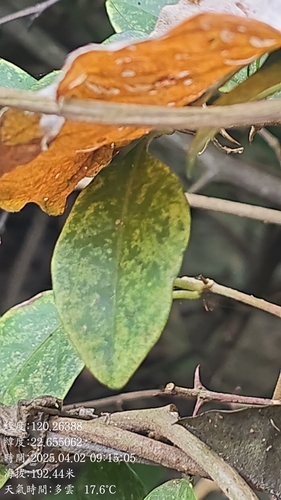 Argyreia formosana, photograph 5