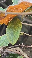 Argyreia formosana, photograph (c) 黃其君, some rights reserved (CC BY)