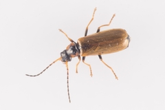 Rhagonycha nigriventris