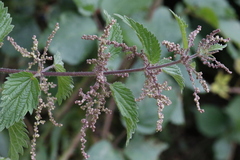 Urtica dioica