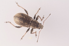 Polydrusus confluens