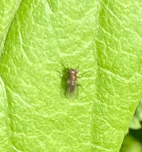 iNaturalist observation photo of Flies