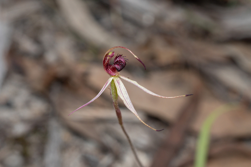 Caladenia ampla