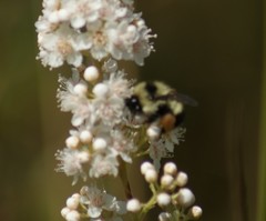 Bombus sandersoni