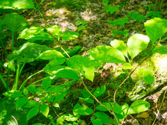 Magnolia acuminata