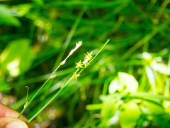 Stellulatae
