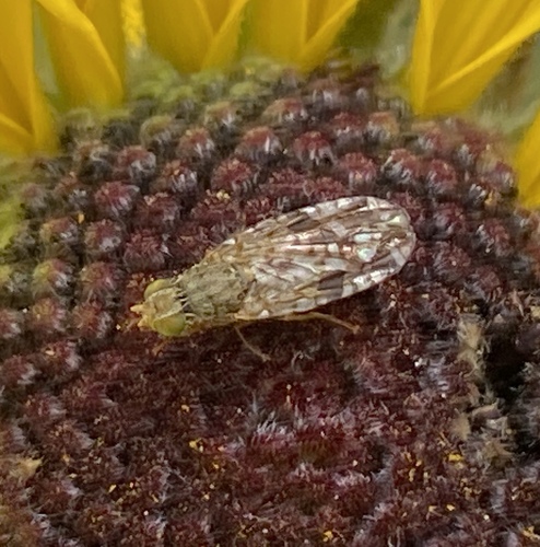 iNaturalist observation photo of Sunflower Seed Maggot