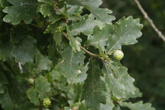Quercus robur