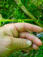 Carex trisperma