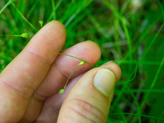 Carex trisperma
