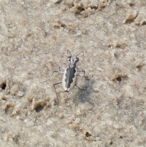 White-cloaked Tiger Beetle photo 2