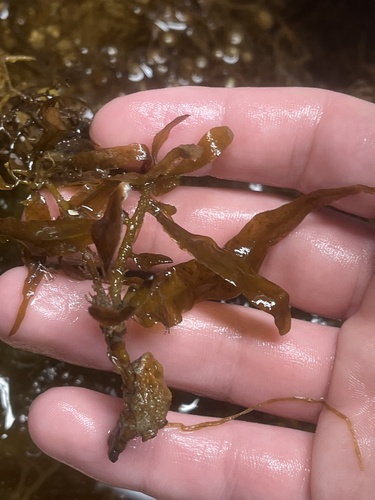Sargassum filipendula observed 2025-03-14
