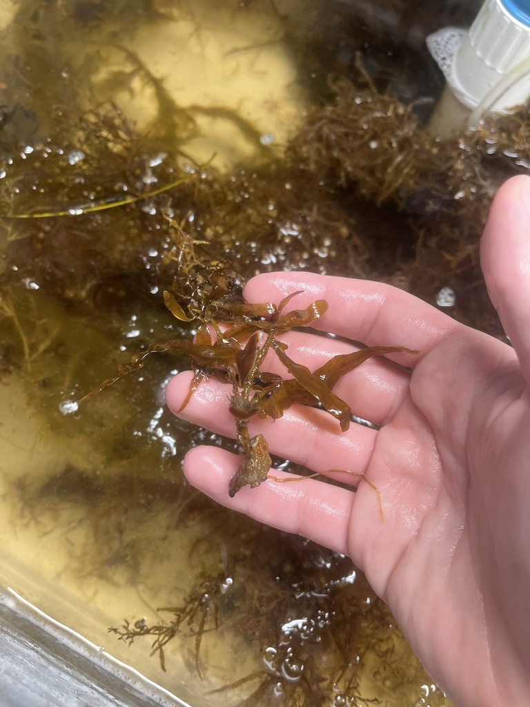 Photo of Filmy Sargassum (Sargassum filipendula)