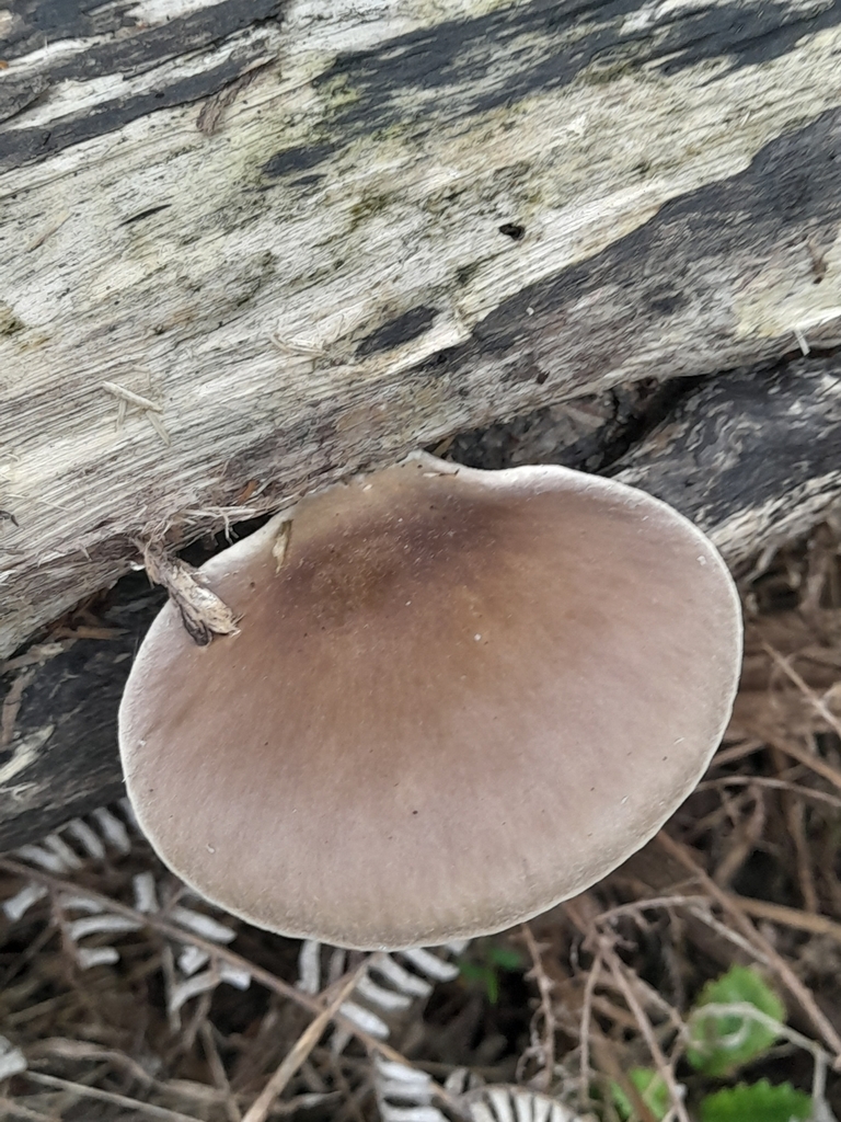 Pleurotus australis · April 2025 · photo: © mphnz (iNaturalist, cc0)