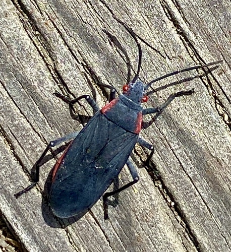 iNaturalist observation photo of Red-shouldered Bug