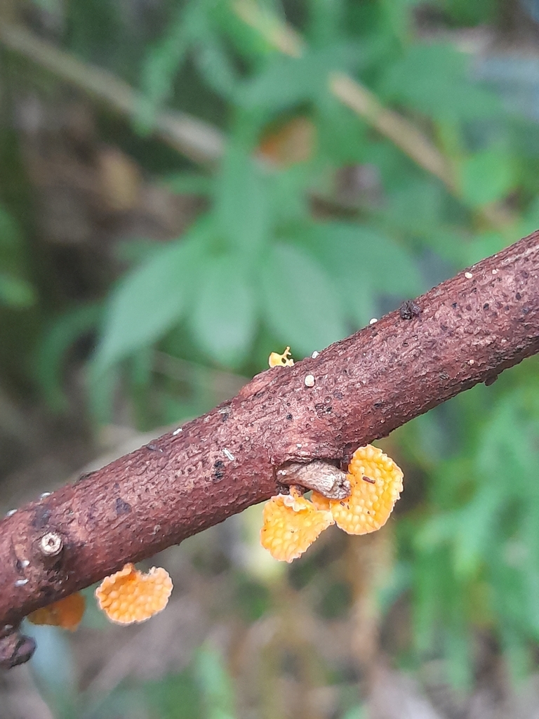 Favolaschia claudopus · April 2025 · photo: © mphnz (iNaturalist, cc0)