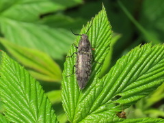 Actenicerus siaelandicus