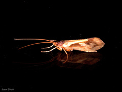 Platycentropus radiatus