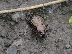 Carabus cancellatus