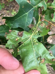 Melikaiella ostensackeni