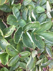 Fragaria × ananassa