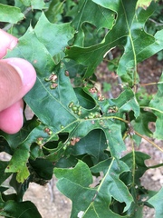 Melikaiella ostensackeni