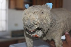 Castor canadensis mexicanus