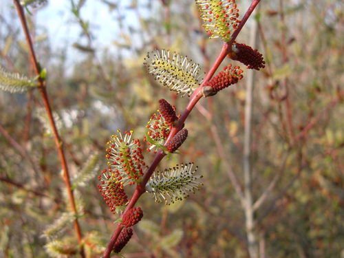 Purple Willow