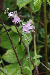Silene × hampeana