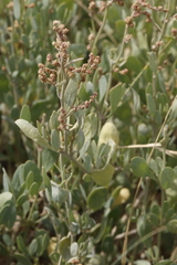 Atriplex portulacoides