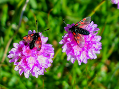 Zygaena exulans