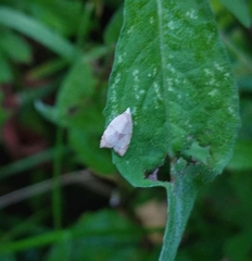 Coelostathma discopunctana