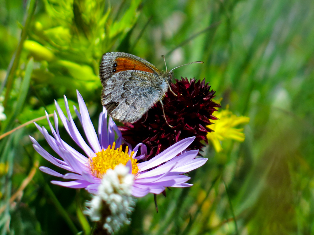de Lesse's Brassy Ringlet