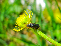 Cantharis tristis
