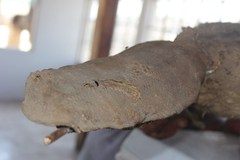 Castor canadensis mexicanus