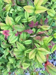 Nandina domestica