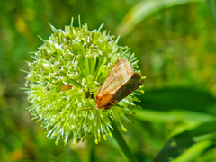 Eriopygodes imbecilla