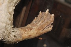 Castor canadensis mexicanus