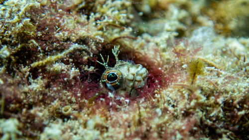 Reefsand blenny (Ekemblemaria myersi) — Chaenopsidae — 5