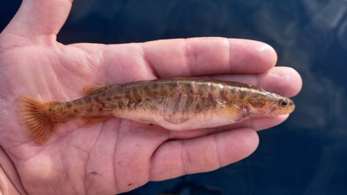 Bigmouth galaxias (Galaxias platei) — Galaxiidae — 3