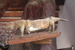 Castor canadensis mexicanus