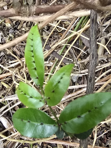 Image of Zanthoxylum nitidum by (c) 黃其君, some rights reserved (CC BY)