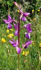 Anacamptis laxiflora
